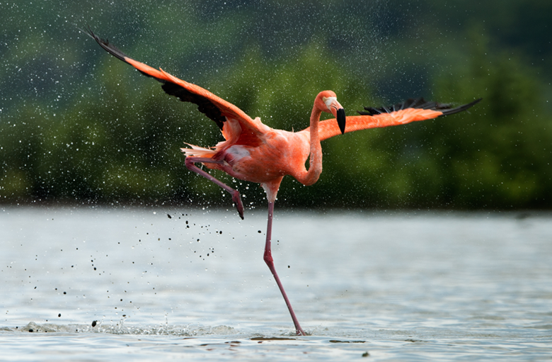 Input Image Showing a Flamingo